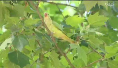Invasion de perruches exotiques dans le ciel belge