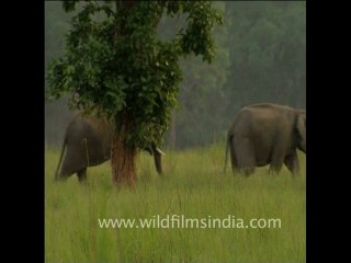DVD-100-wildlife-elephants-10-1