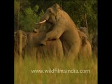 DVD-100-wildlife-elephants-10-2