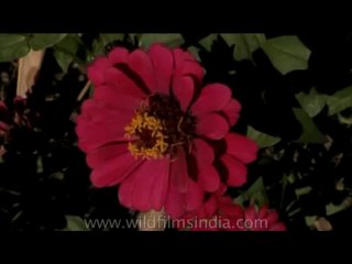 DVD-106-flora-flowers-1-1