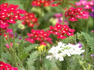 DVD-106-flora-gardenflowers-3-1