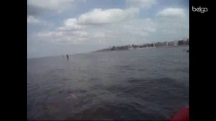 Un dauphin acrobate à la côte belge