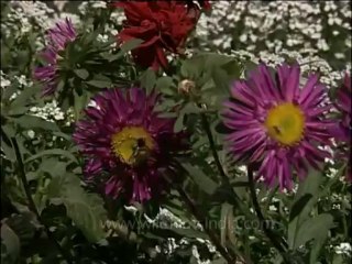 DVD-138-gardenflowers-aster-1-1