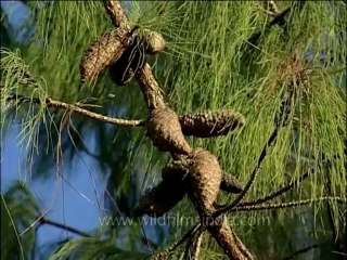 DVD-138-trees-pine-1-1