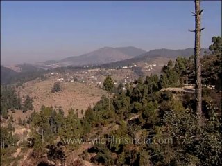 DVD-138-trees-pine-2-3