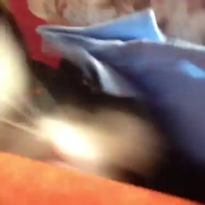 Kitty attack