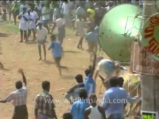 DVD-90-festivals-bullrun-1-1