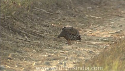 DVD-99-birds-paintedpartridge-1-1