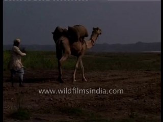 fauna-camel-dvd-148-1