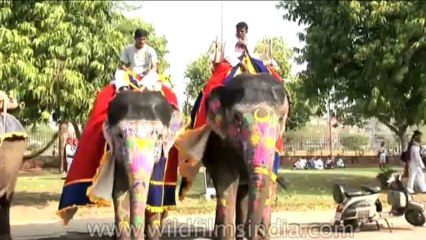 Festival-Holi-dvd-87-1