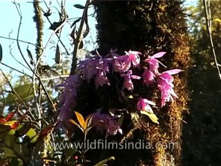 Flora-Wild flowers-DVD-122-3