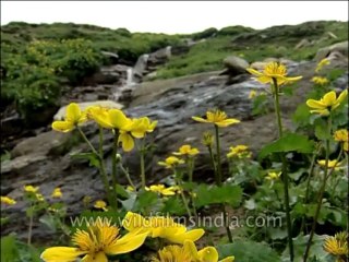 Flora-Wildflowers-Dvd-136-1