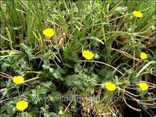 Flora-Wildflowers-Dvd-136-5