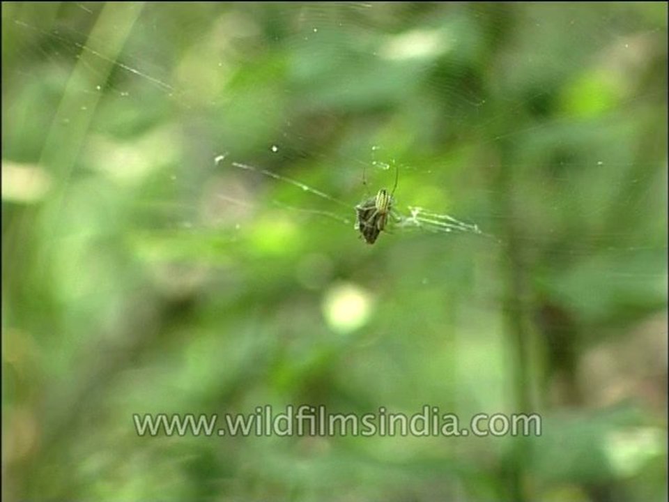 Insects-Spider-Dvd-136-1