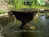 Kesar mahal-kathmandu Botanical gardens-11
