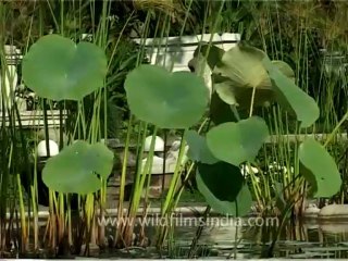 Kesar mahal-kathmandu Botanical gardens-2