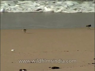 Landscape-Sea-Birds-DVD-140-5