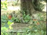 Macaques-dvd-126-6