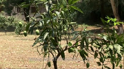 Mango trees-IMA-2