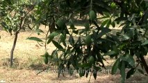 Mango trees-IMA-3