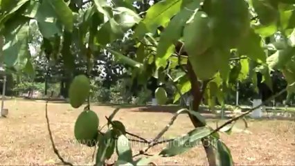 Mango trees-IMA-7