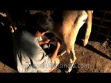 Milking cow-DVD-127-3