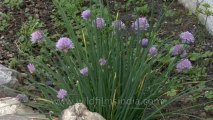 Monks chanting-Garo-chives flower-Tape 1-9-1