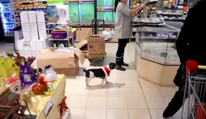 Le Noël des chiens à Helios