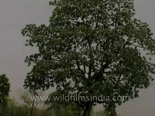 Nature-Rainstorm-dvd-86-1