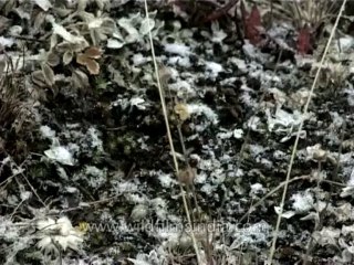 Nature-snowfall-dvd-148-1