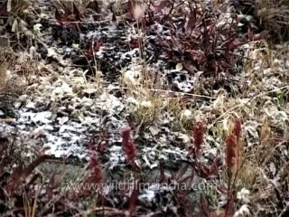 Nature-snowfall-dvd-148-2
