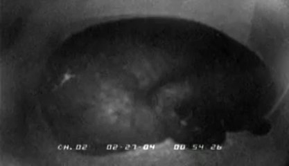 Les ours noirs et l'hibernation