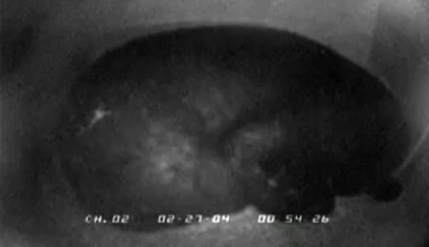 Les ours noirs et l'hibernation