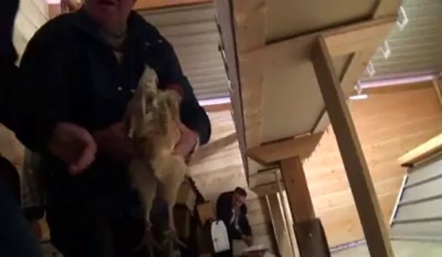 Concours de chant de coqs à Biesme.