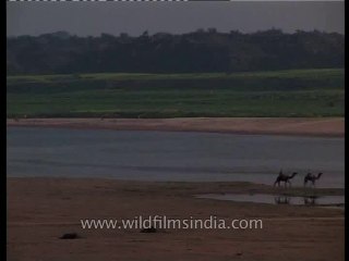 River-chambal-dvd-148-1