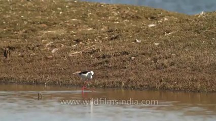 Sariska-Bird-11
