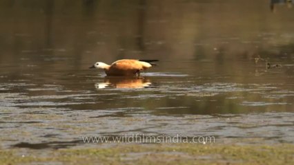Sariska-Bird-13