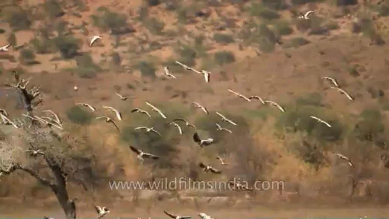 Sariska-Bird-4