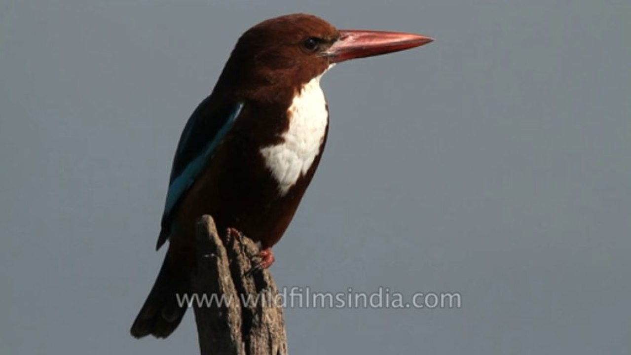 Sariska-Bird-7
