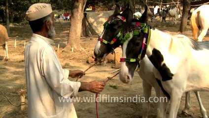 Sonepur Cattle Fair-Bihar-2