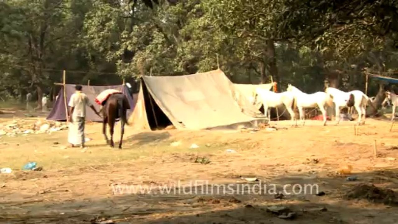 Sonepur Cattle Fair-Bihar-4