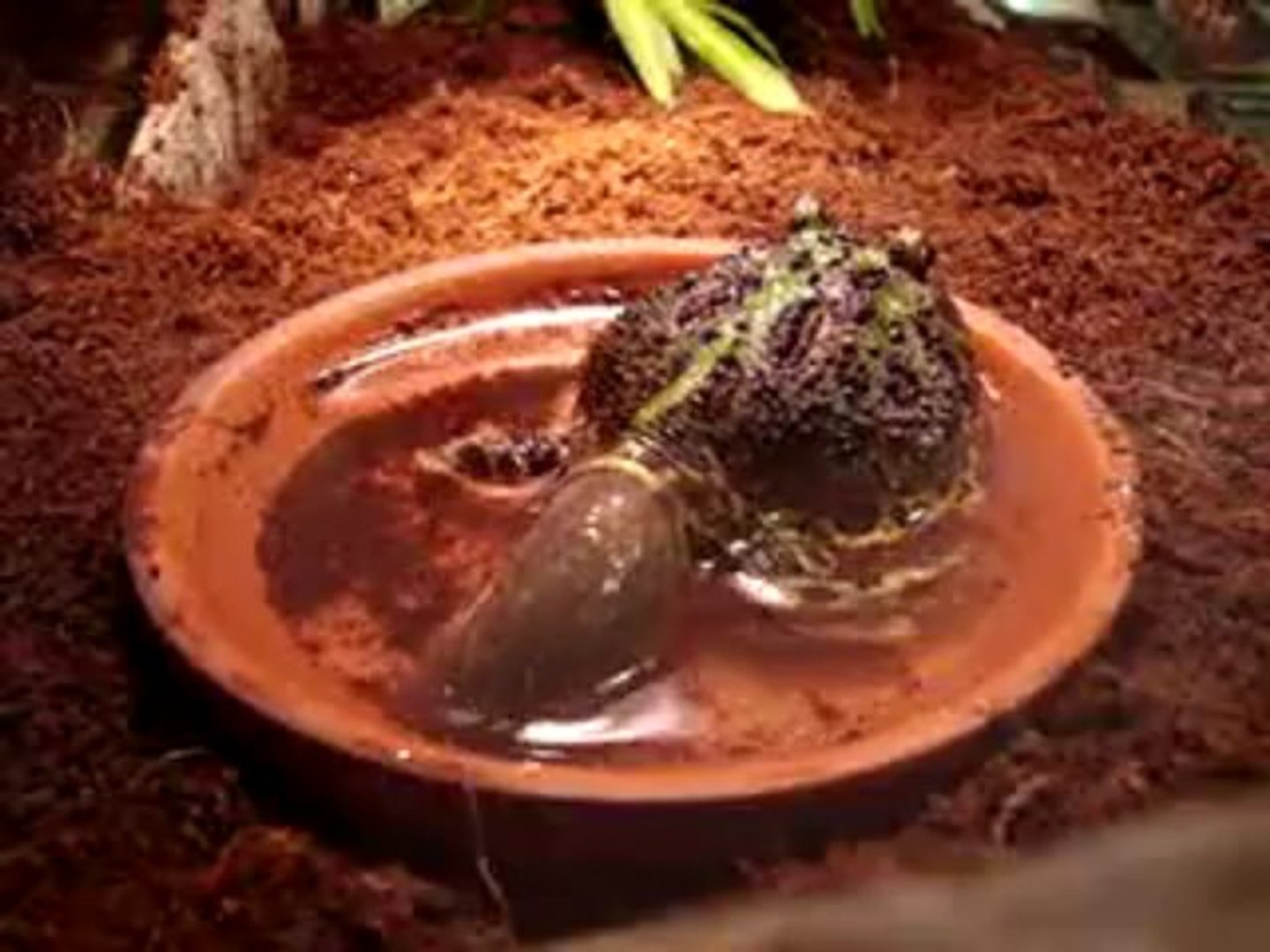 Biggest pacman cheap frog