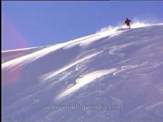 Sport-heliskiing-4