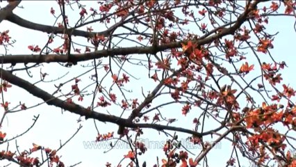 Trees-silkcotton-DVD-105-2