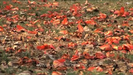 Trees-silkcotton-DVD-105-3