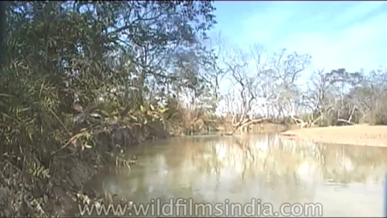 Up-Dudhwa-dvd-85-7
