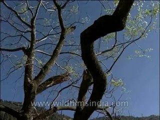 Uttaranchal-Nainital-DVD-135-8