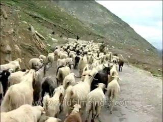 Uttaranchal-Shepherd-Dvd-136-1