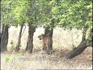 Wildlife-Tiger-DVD-82-13