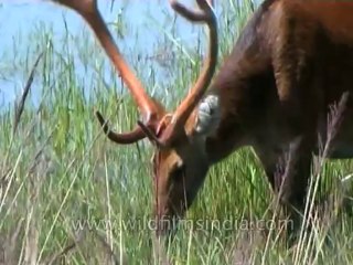 Wild-Life-Barasingha-dvd-85-12